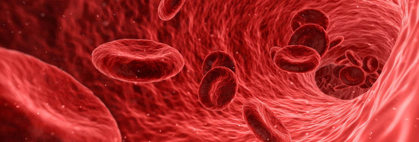 Rote Blutkörperchen in einem Blutgefäß